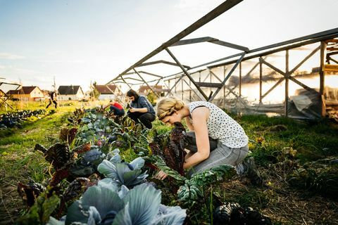 Agricultori urbani care recoltează rubarba din culturi organice mici