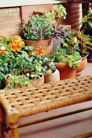 balcon cu plante de casă
