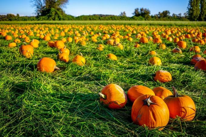 o mulțime de dovleci pentru cules și pregătire pentru sculptura de toamnă și de Halloween, la câmpul de dovleac din Richmond bc Canada