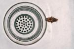 Cum să ții gândacii departe de casă