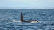 Balena, în vârstă de 105 ani, în Pacific