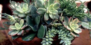 Aranjament succulent - grădini cu mese