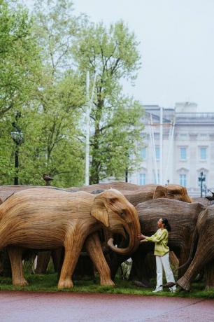 elefanții palatului buckingham