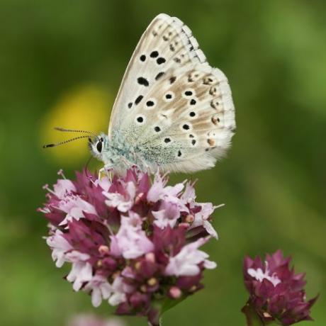 un uimitor mascul creta, fluture albastru polyommatus coridon nectar pe o floare de maghiran