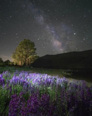 Lupine Wildflowers înflorind și Calea Lactală în plină expansiune