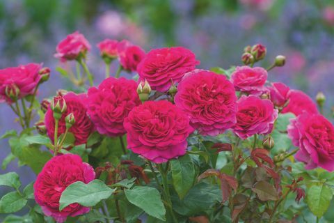 David Austin Roses va dezvălui două noi soiuri de trandafiri englezi în cadrul RHS Chelsea Flower Show