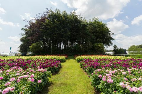 Dahlias la RHS Tatton Park Flower Show 2019