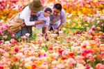 De ce ar trebui să vizitezi câmpurile cu flori de la Carlsbad Ranch