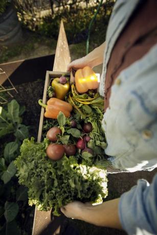 Vedere deasupra femeii care transportă legume proaspăt culese în lăzi la fermă ecologică