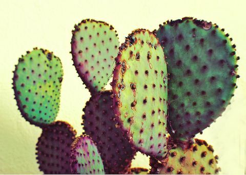 Primul-plan al Cactusului de Mărgărită împotriva Cerului