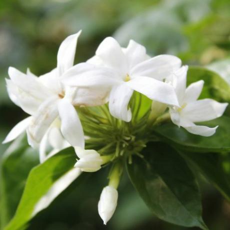 oază de grădină, trachelospermum jasminoides alb înflorit în grădină, closeup