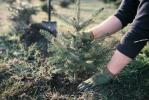 Cum să plantezi un brad viu de Crăciun