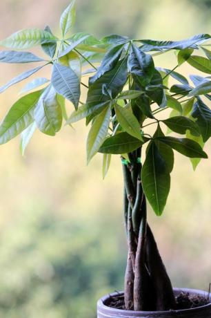 populare plante de apartament plantă de copac bani