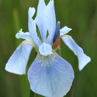 Iris „Albastrul lui Perry”