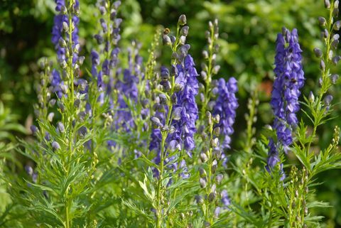 aconitum napellus, cunoscut și sub denumirea de călugărița sau raul lupului, o plantă perenă otrăvitoare