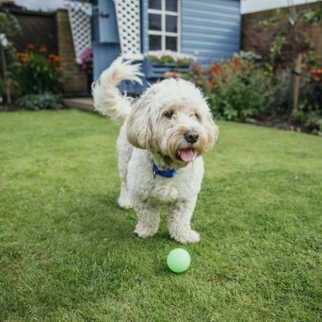 un câine cockapoo se joacă cu o minge în grădină