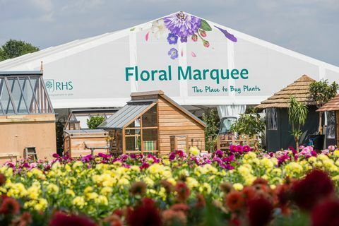 Dahlias la RHS Tatton Park Flower Show 2019