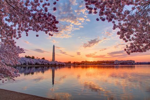 Cireșe și peisaj urban la răsărit, Washington DC, Columbia, SUA