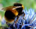 Acest truc v-ar putea ajuta să salvați viața unei albine boboce