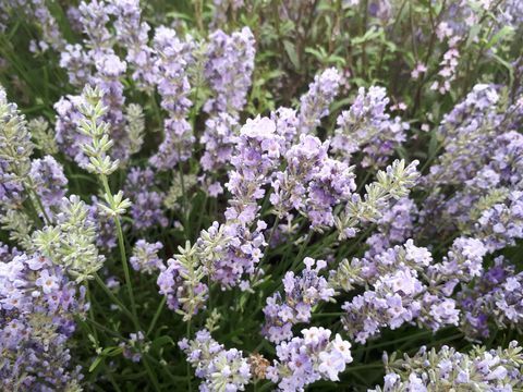 Tendințele florale ale Palatului Hampton Court