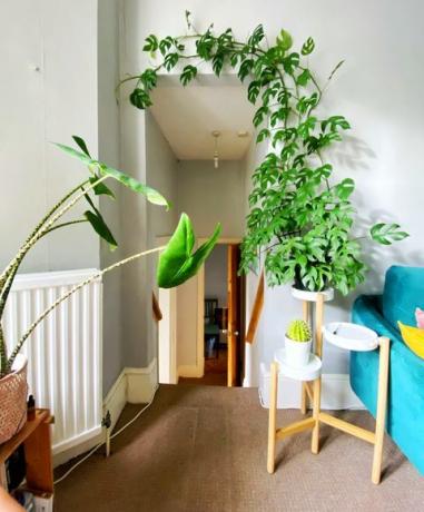 Colecția de plante de apartament Taylor Fuller, Londra
