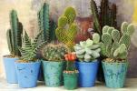 7 lucruri pe care nu le poți ști despre Cacti