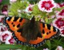 10 plante producătoare de nectar pentru a ajuta la crearea unei grădini de fluturi