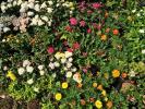 Cei cinci pași ai lui Alan Titchmarsh către o grădină glorioasă
