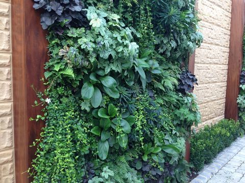 Ziduri verticale, vii și verzi într-o grădină
