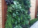 De ce ar trebui să-ți verzi pereții cu plantare verticală