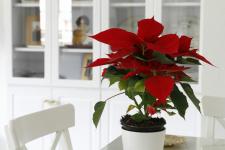 Îngrijirea Poinsettia: tot ce trebuie să știți despre floarea de Crăciun