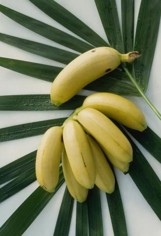 fructe în miniatură, banane