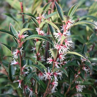 Sarcococca hookeriana var. digyna 'Tulpină purpurie'