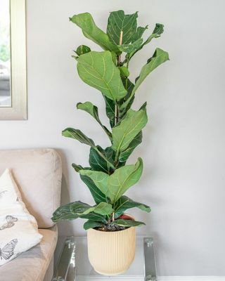 Ficus lyrata