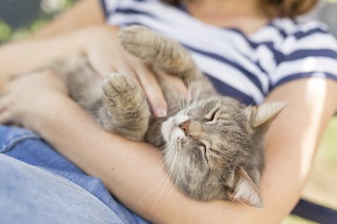 pisica tabby în brațele femeii