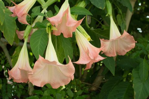 datura floare