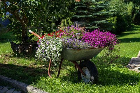 Roaba cu flori frumoase stă în grădină