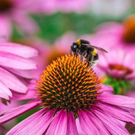 albine de miere polenizând pe coneflower purpurii de est