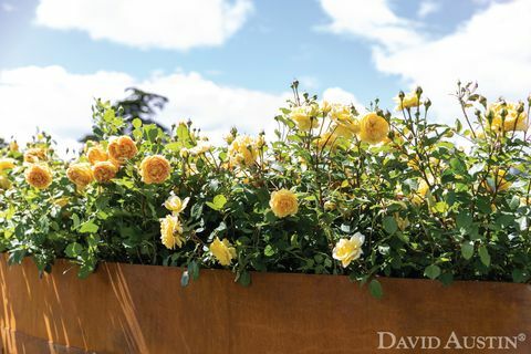 david austin, instalația curcubeu de trandafiri, spectacolul de flori al palatului rhs hampton court, iulie 2021