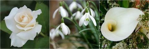 Flori albe: Rose Rose, White Snowdrops și White Calla Lily