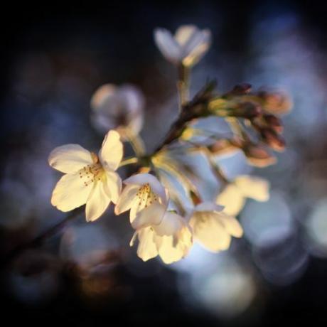 floare de cireș în noapte luminează de lumini de fundal visător, stânjenit, fotografie artistică florală