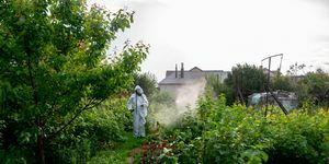 grădinar în costum de protecție care pulverizează tufișuri și o grădină de la un pulverizator