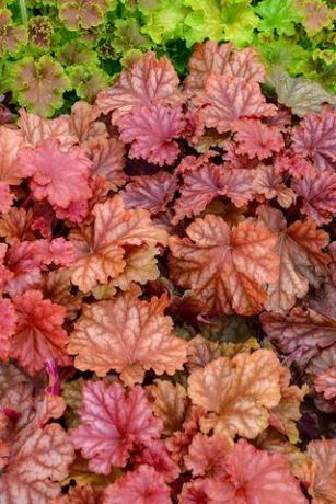 Primo Peachberry Ice Coral Bells