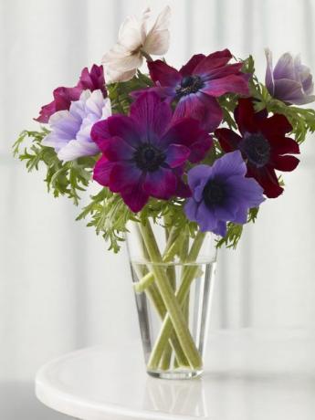 Flori de anenom într-o vază de sticlă