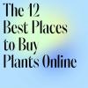 Cum să cumpărați plante de apartament: Tot ce trebuie știut și cele mai bune plante de cumpărat