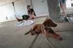 Animalele de companie deplasate în timpul uraganului Harvey riscă să fie eutanasiate în curând