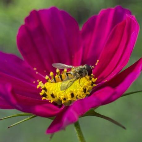 viespe viespe pe floarea cosmosului roz