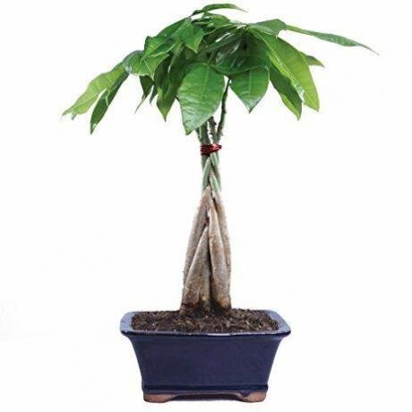 plante, amazon.com