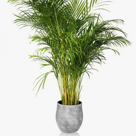 The Little Botanical XL Areca Palm ghiveci din ceramică