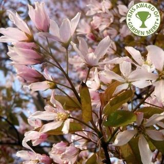 Arborele Amelanchier x grandiflora „Robin Hill”